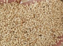 سمسم ابيض سوداني سمسم ابيض سوداني