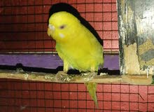 طيور حب هولندي عيون حمر طيور حب هولندي عيون حمر