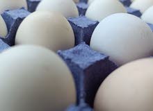 organic eggs from farm for sale organic eggs from farm for sale