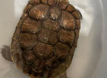 turtles for sale turtles for sale