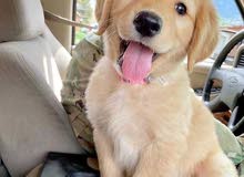 مطلوب golden retriever مطلوب golden retriever