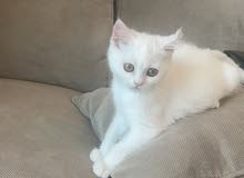 قطة شيرازيه بيضاء عمرها ثلاث شهور متعلمه على اللتر بوكس وتاكل ويت ودراي فود