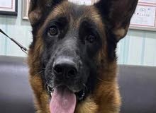 for sale German shepherd female 3 years old with fci pedigree for sale German shepherd female 3 years old with fci pedigree