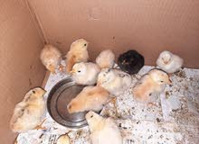 incubated chicks looking for new home incubated chicks looking for new home