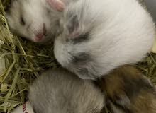 hamsters for sell hamsters for sell