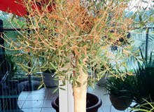 Stunning Olive tree for sale.شجرة زيتون رائعة للبيع. Stunning Olive tree for sale.شجرة زيتون رائعة للبيع.