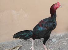 ديك بكستناني ديك بكستناني