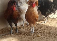 دجاج البوليش دجاج البوليش