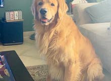Golden retriever for mating only - جولدن رتريفر للزواج Golden retriever for mating only - جولدن رتريفر للزواج