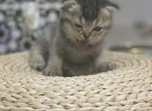 males scottish fold ny24 and ny25 males scottish fold ny24 and ny25
