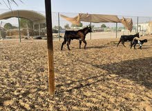 (تيس) (اللون) بني و اسود (تيس) (اللون) بني و اسود