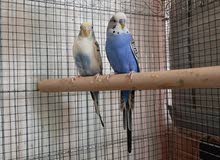 Home breed Jumbo budgie pair and hand feeding chicks for rehoming Home breed Jumbo budgie pair and hand feeding chicks for rehoming