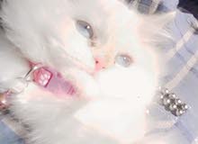 قطه هملايا قطه هملايا