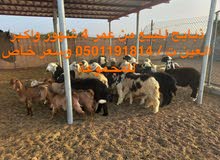 ذبايح للبيع ذبايح للبيع