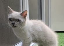للبيع قطه هملايا للبيع قطه هملايا