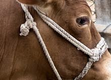 for sale only cow for sale only cow
