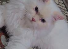 قطه شيرازي ابيض بصحه ممتازه 7 اشهر قطه شيرازي ابيض بصحه ممتازه 7 اشهر