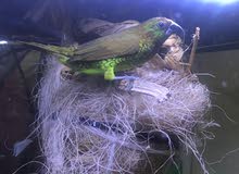 bird and aquarium bird and aquarium