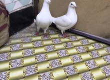 زوج زواجل زوج زواجل