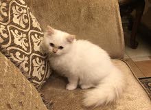 Beautiful female kitten Beautiful female kitten
