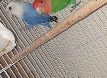 opline 100 % breeding pair opline 100 % breeding pair