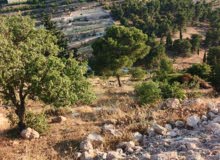Mixed Use Land for Sale in Hebron Dura