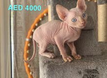 Don Sphynx Kittens for Sale Don Sphynx Kittens for Sale