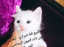 للبيع قط شيرازي وقطه شيرازية للبيع قط شيرازي وقطه شيرازية