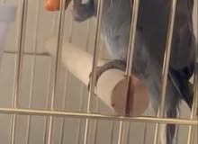 دره هولند دره هولند