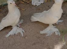 زوج دماكش زوج دماكش