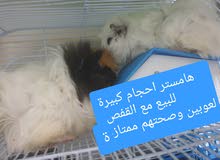 هامستر كيني للبيع هامستر كيني للبيع