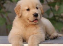 China Golden retriever puppy for sale China Golden retriever puppy for sale