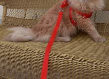 Persian cat Persian cat
