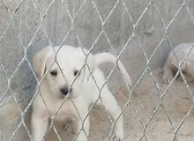 labrador baby labrador baby
