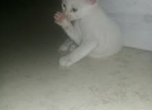 5قطط بيضاء و قط أسود و أبيض صغار 5قطط بيضاء و قط أسود و أبيض صغار