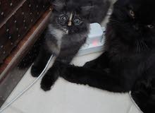 2 month lowely cat 2 month lowely cat