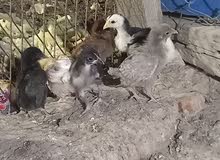 صيصان بلدي