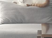 قطه للبيع في أبوظبي قطه للبيع في أبوظبي