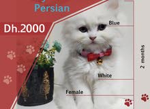Trained Himalayan Persian Female I 2 months I Brown & White I Blue Trained Himalayan Persian Female I 2 months I Brown & White I Blue