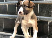 bull terrier bull terrier
