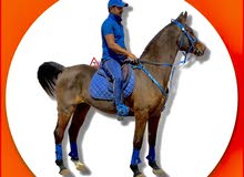 Mare for sale Mare for sale
