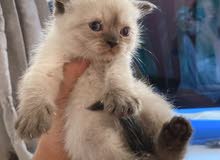 Himalayan scotch kittens 40days Himalayan scotch kittens 40days