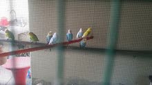 Budgies for sale Budgies for sale