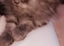 قطه شيرازيه قطه شيرازيه