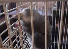 ببغاء التمنه عمرو سنتين ببغاء التمنه عمرو سنتين