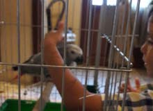 ببغاء الكاسكو ناشط و يبغبغ و يصدر في اصوات ببغاء الكاسكو ناشط و يبغبغ و يصدر في اصوات