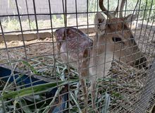 غزال الفولدير ذكر مستوى طيب جدا غزال الفولدير ذكر مستوى طيب جدا