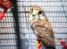 طير للبيع طير للبيع
