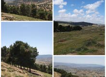 5 دونم قمه جبل طريق اربد عمان الدولي ( ثغره عصفور ) اول جبا منطقه فلل وقصور ومزارع راقيه 5 دونم قمه جبل طريق اربد عمان الدولي ( ثغره عصفور ) اول جبا منطقه فلل وقصور ومزارع راقيه