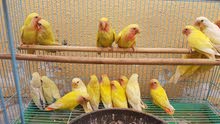 lovebirds tamed eats on its own lovebirds tamed eats on its own